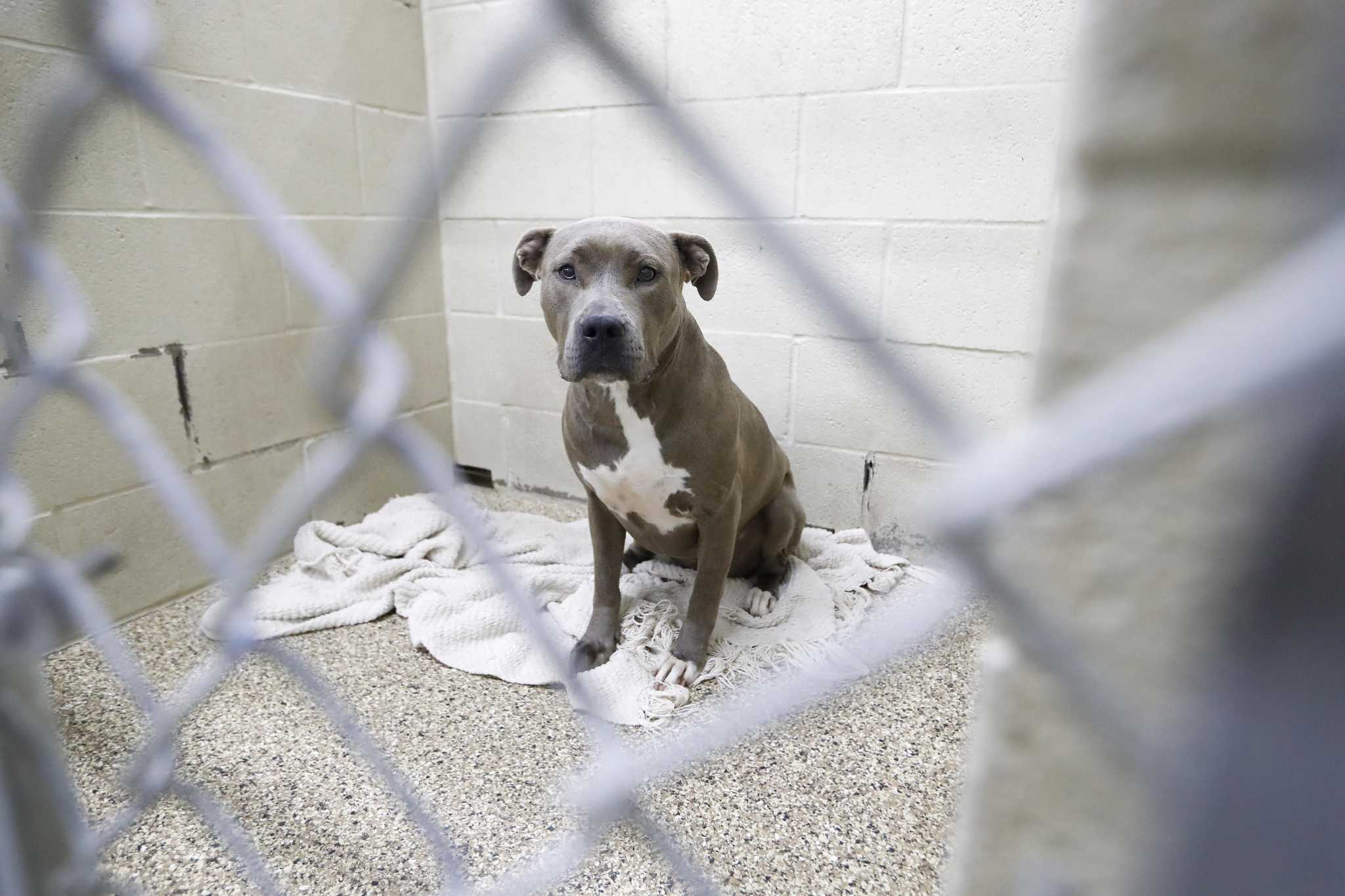 After national outcry over abuse claims, Katy Animal Control made changes.  Some say it's not enough.