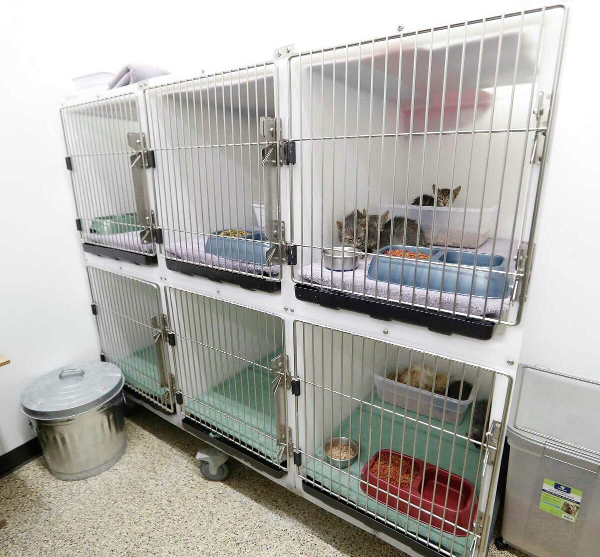 After national outcry over abuse claims, Katy Animal Control made