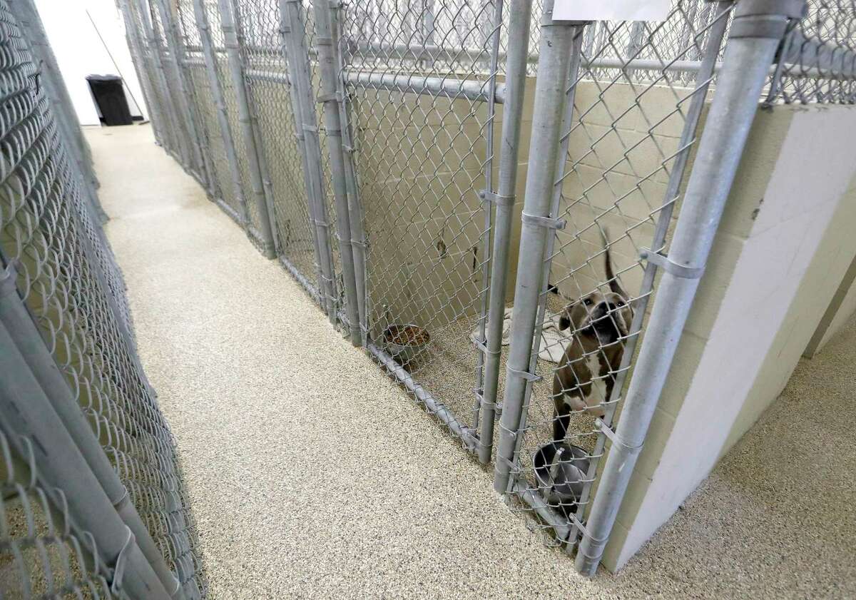 After national outcry over abuse claims, Katy Animal Control made