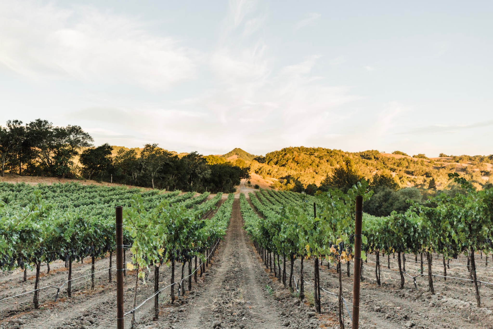Magazine - Sonoma/Napa Wine Country