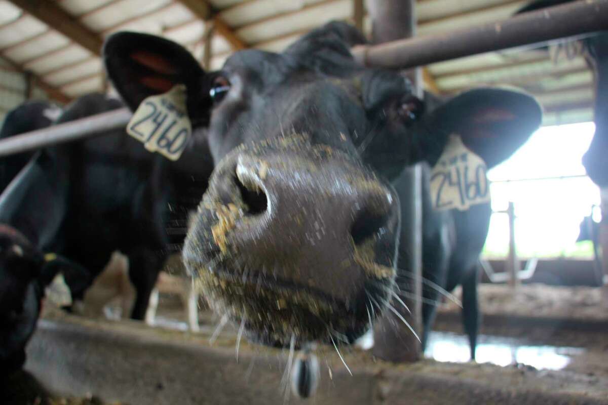 A cow reaches toward the camera in curiosity July 8 at Sheridan Dairy. (Teresa Homsi/Huron Daily Tribune)