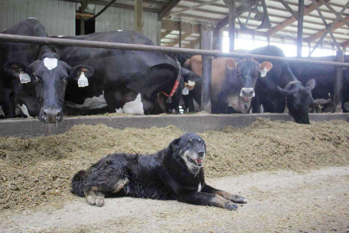 Ashley Kennedy's dog, also jokingly referred to as the "farm supervisor," hangs out with the cows July 8 at Sheridan Dairy. 