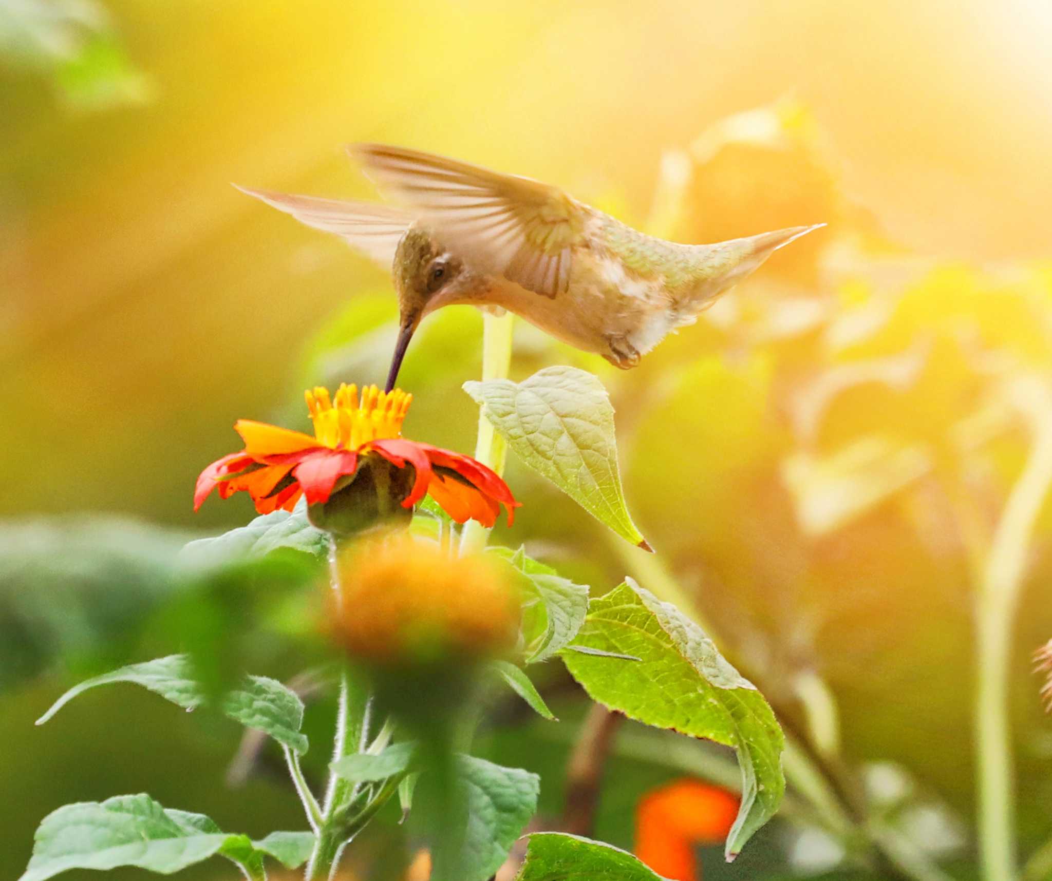 Hummingbird migration