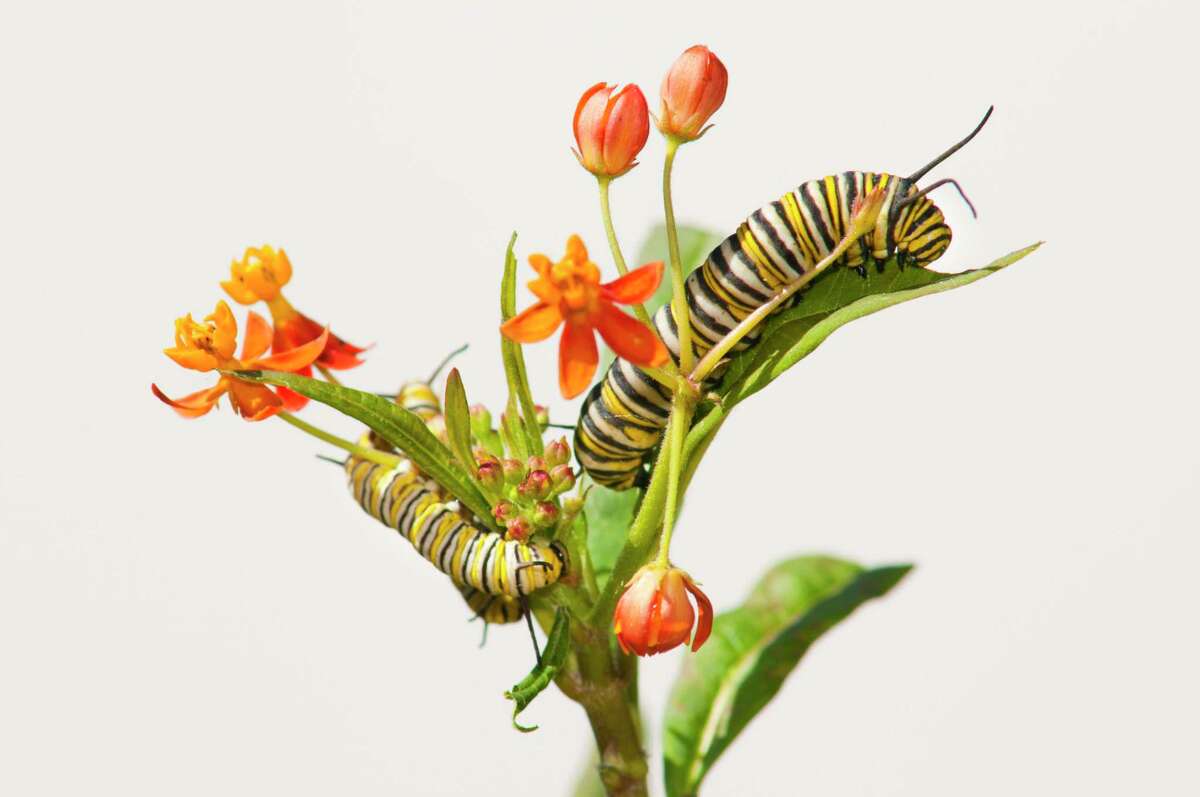 A monarch caterpillar feeds on milkweed.