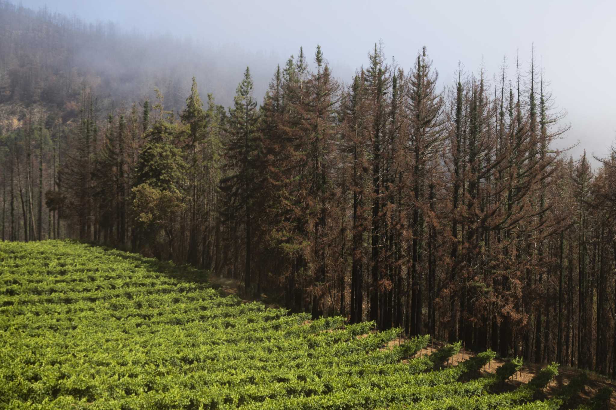Many feared Napa's smoky 2020 wine harvest was a bust. A recent auction revealed otherwise - Vimarsana News