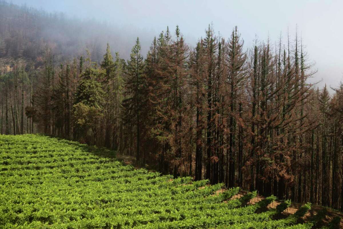 Redwood trees burned during the Glass Fire surround a patch of lush green vineyards at Smith-Madrone Vineyards along Spring Mountain Road in St. Helena, Calif. Friday, July 2, 2021. In September 2020, the Glass Fire surrounded the Smith-Madrone Vineyards property, and owners Stu and Charlie Smith fought back the fire themselves to save their buildings. They are working hard to create defensible space by cutting down trees near structures and clearing dead and dying brush, but Stu says he's very afraid that they won't be able to do enough. Many vineyard and winery owners report that they've been dropped entirely from their fire insurance policies, fearing that they could go out of business if a fire comes to their property. Those who have been lucky enough to keep insurance are facing exorbitant rates. With the state's wildfire insurance plan currently covering only residential properties, not commercial ones, wineries are being left in many cases without a safety net