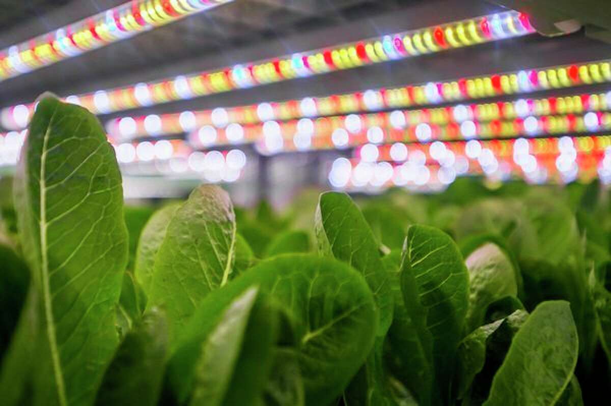 Produce grows out of hydroponic shelves in the WeGrow growroom, located inside the Arnold Center, in Midland. (File photo/Midland Daily News)