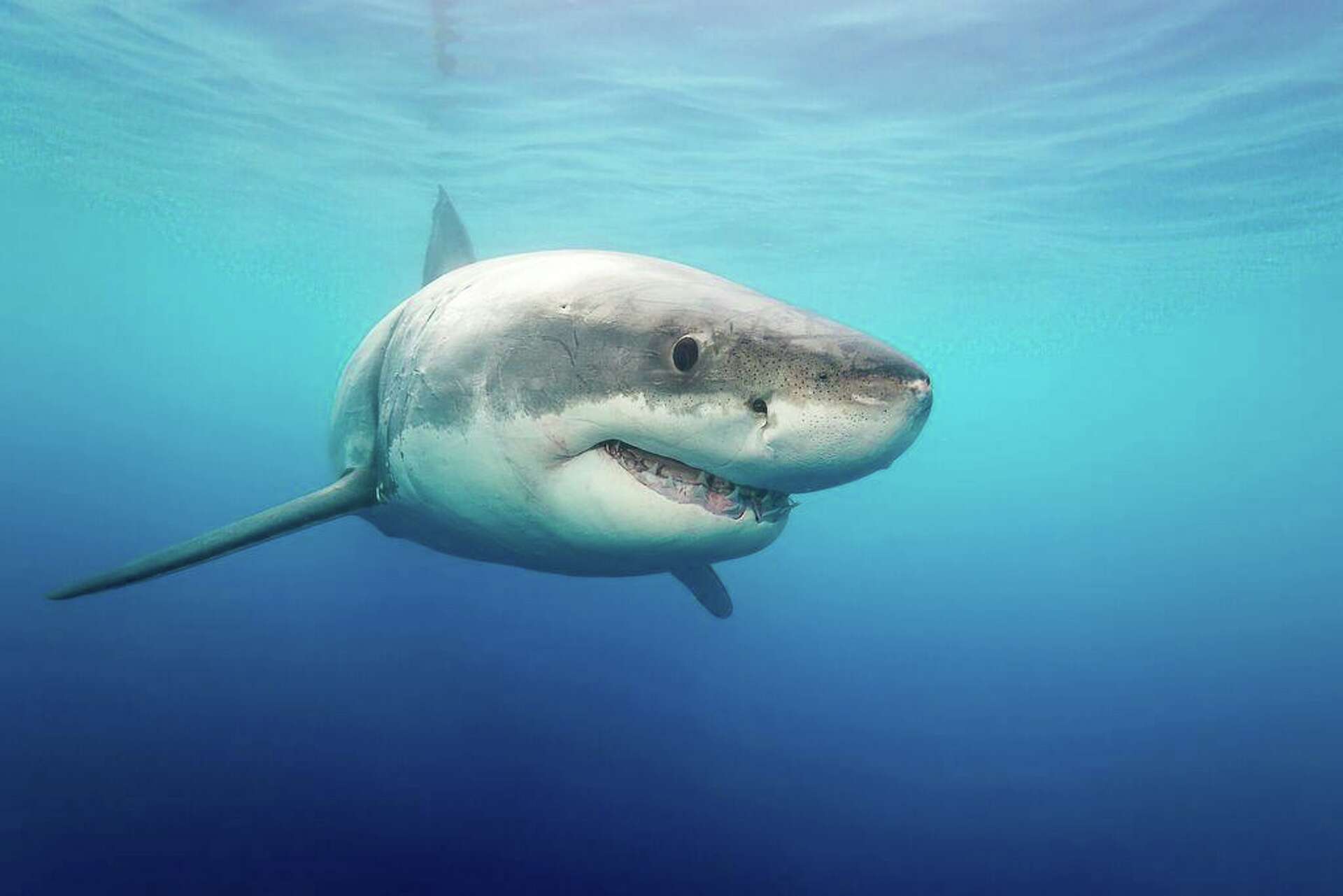 LeeBeth the great white shark isn't a huge threat to spring breakers