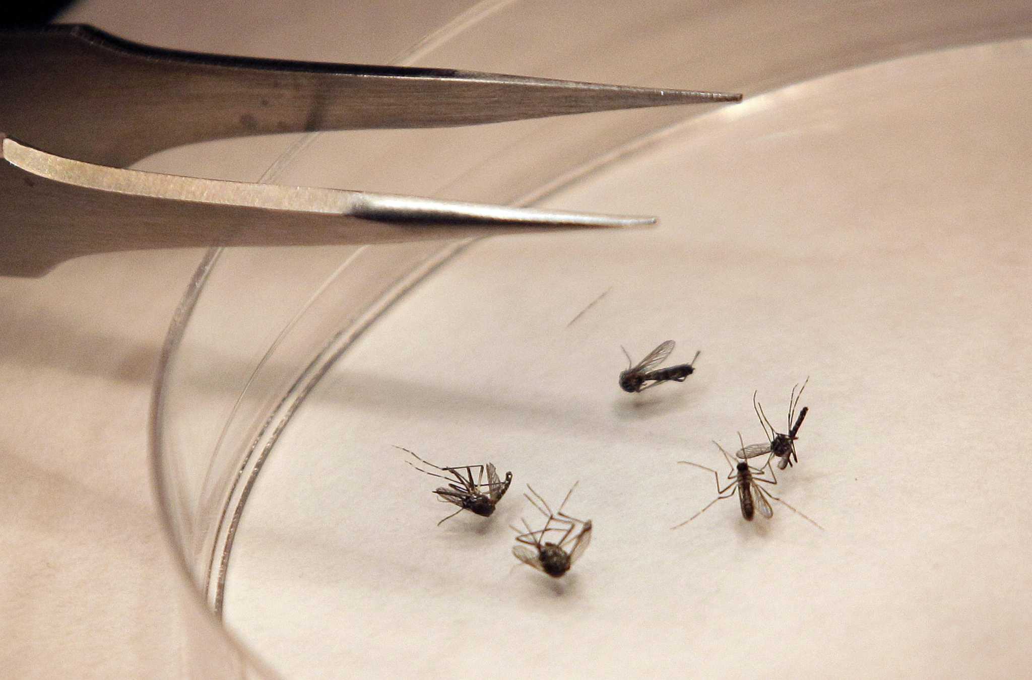 California registra la primera muerte por virus del Nilo Occidental en 2021