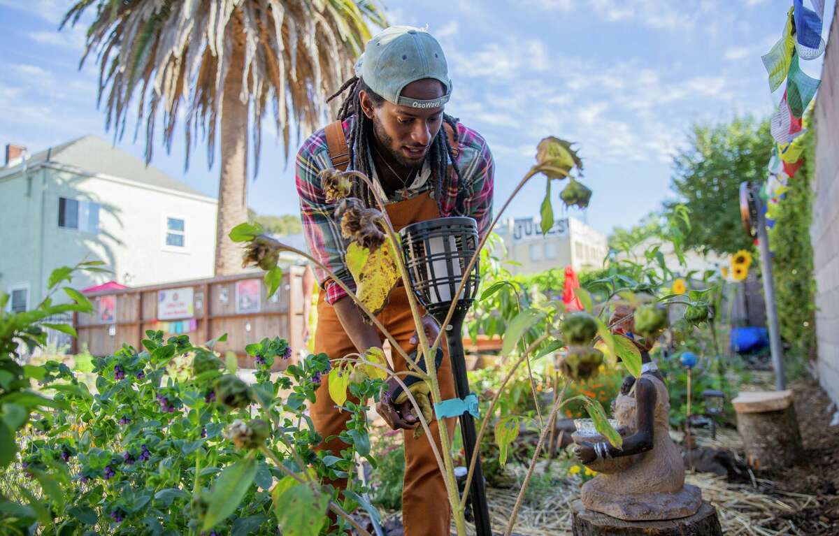 Ezekiel McCarter prunes flowers in a healing garden in West Oakland that his family’s nonprofit, the Long Live Love foundation, created to help people cope with traumatic events.