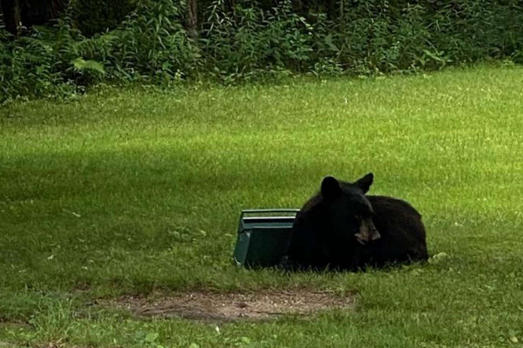 Bear Roams In Niskayuna Bear Roams In Niskayuna