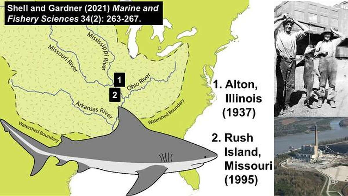 Researchers affirm two bull shark sightings picture
