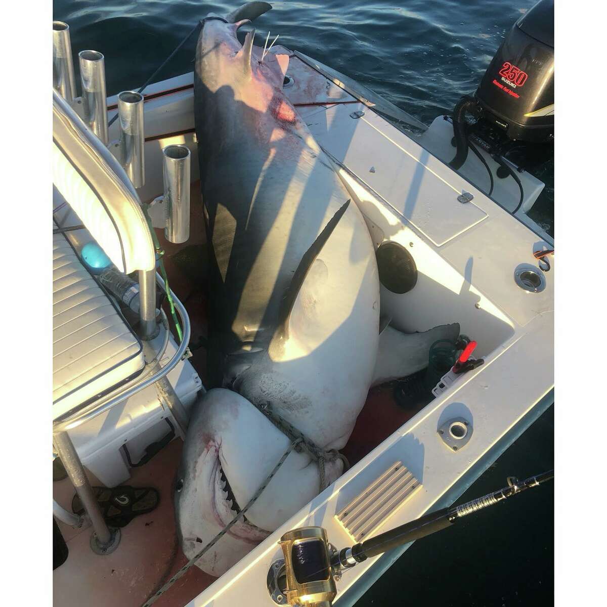 Texas City Angler Reels In 1,000-pound Tiger Shark In Galveston