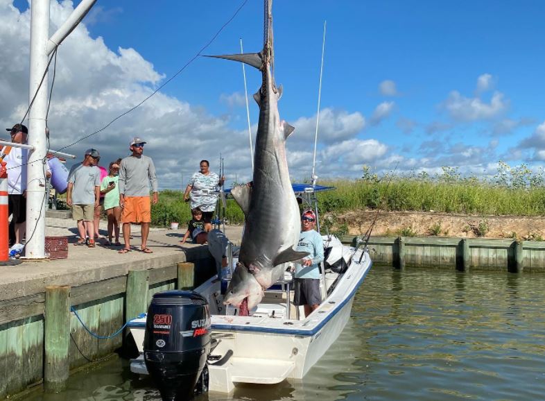 Texas City angler reels in 1,000pound tiger shark in Galveston