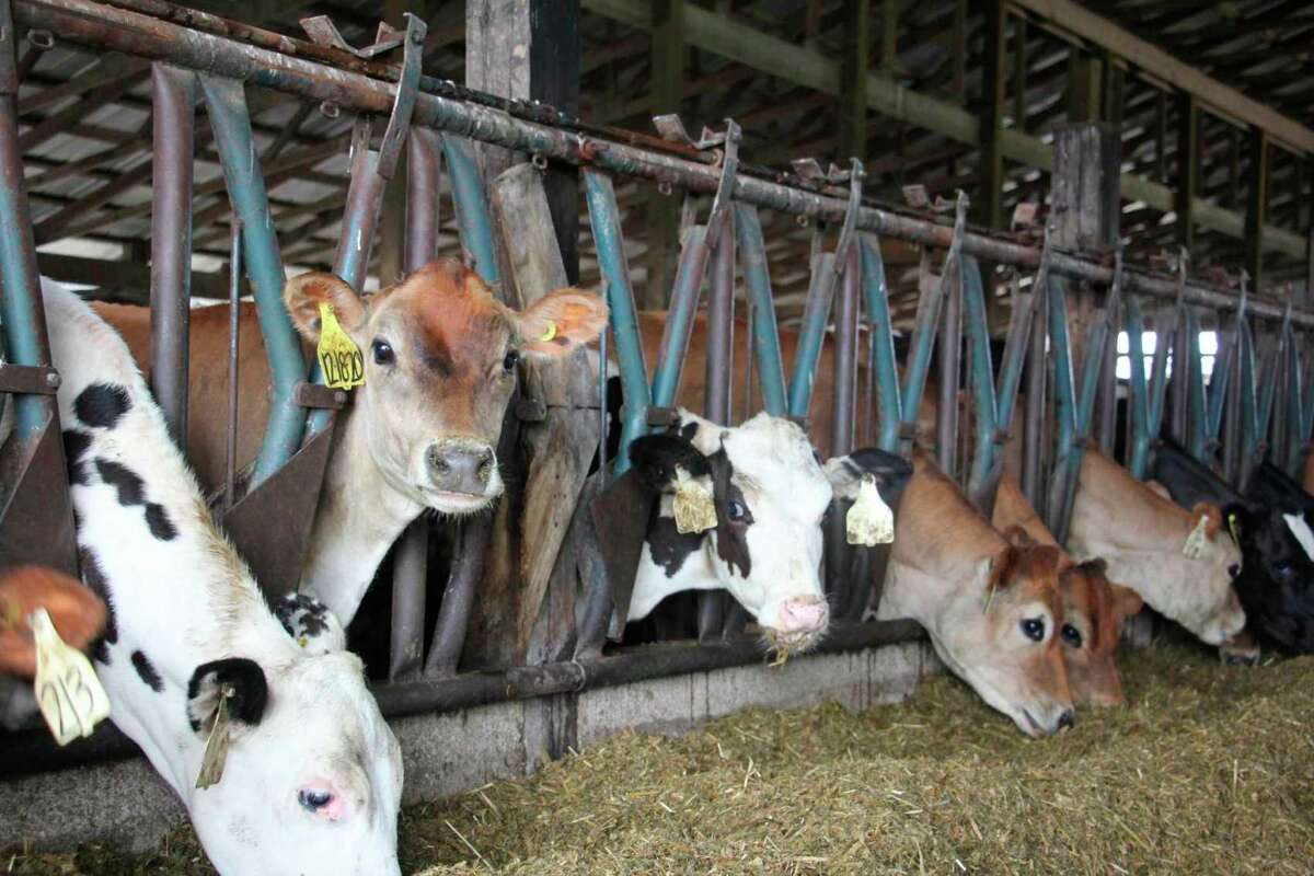 A Jersey calf pauses eating feed to pose for a photo July 8 at Sheridan Dairy. (Teresa Homsi/Michigan Hearst photo)