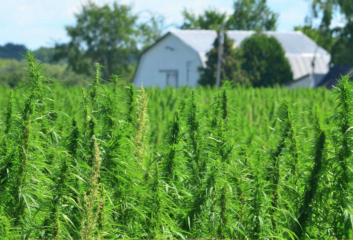 A hemp field. Connecticut is now one of 21 states have legalized marijuana.