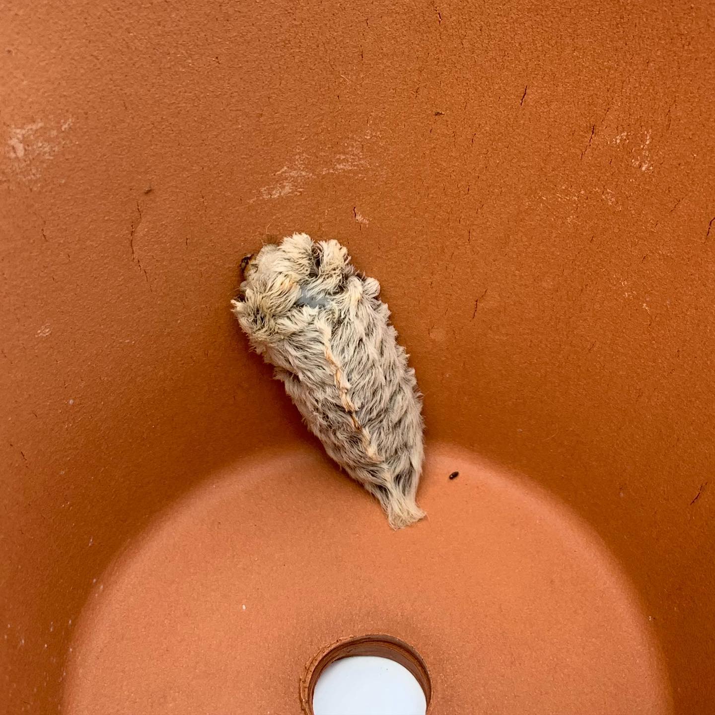 Here's what to do if you see venomous caterpillars in San Antonio