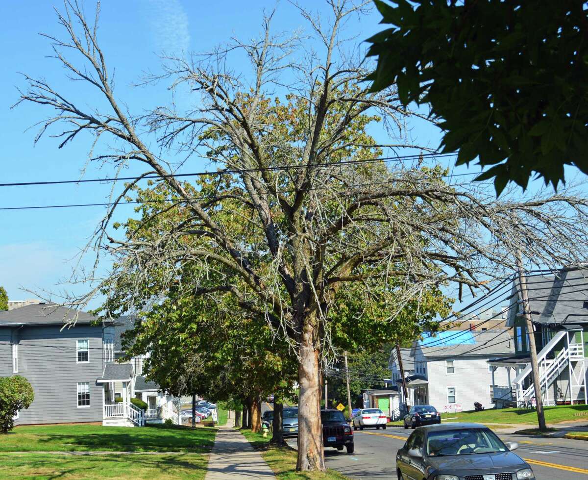 ‘Wreaking havoc’ CT towns scramble for money to dispose of thousands