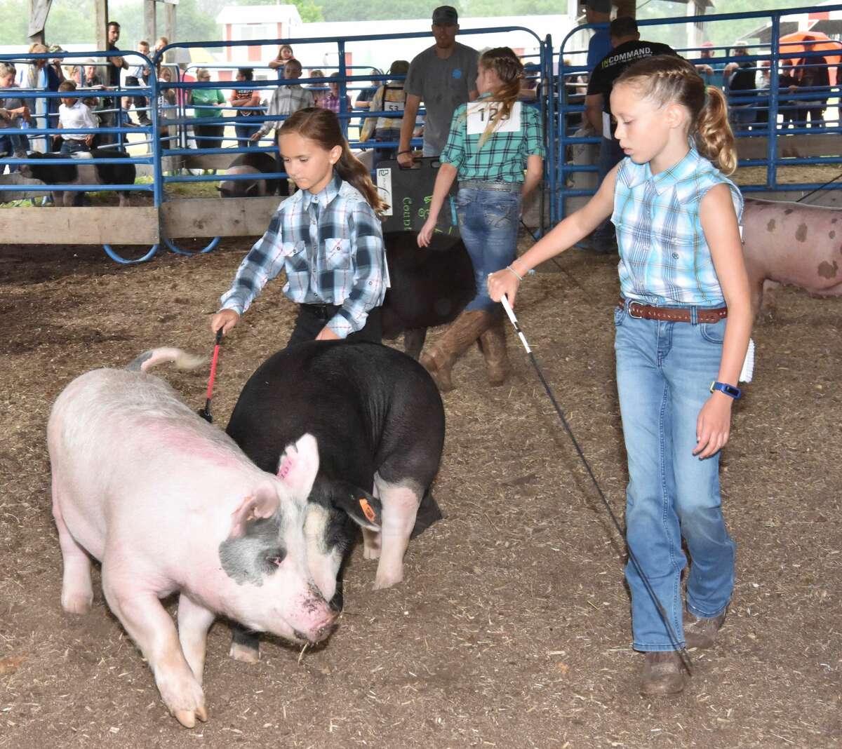 The Mecosta County Fair continued Tuesday with market swine shows. 