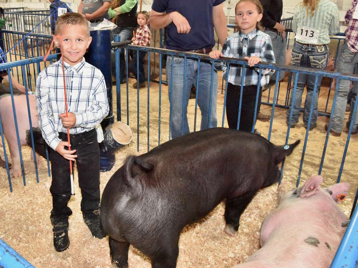 The Mecosta County Fair continued Tuesday with market swine shows. 