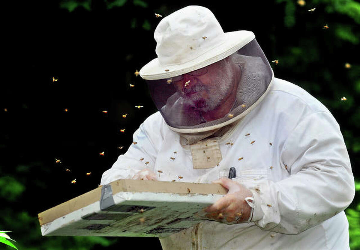 Beekeeper Tom Simpson gathers bees at one of his hives in Edwardsville. Simpson is downsizing his apiary of 80 to 100 hives as he and his wife, Gay, prepare to move to Bull Shoals, Arkansas.