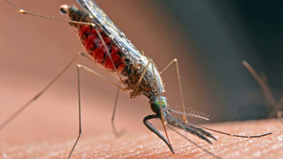 West Nile virus can be transmitted by mosquitoes.