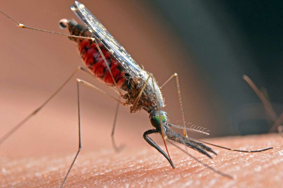 West Nile virus can be transmitted by mosquitoes.