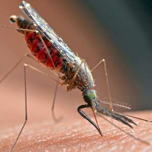 Mosquito populations surge in Fort Bend after first West Nile virus detection
