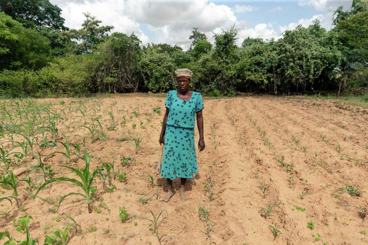 Josephine Ganye works in her wilting and stunted maize fields due to the unrelenting heat and poor rainfall in the drought-prone Buhera, Zimbabwe. Africa, which produces relatively little in the way of greenhouse gases, is seen as one of the areas that will warm the most.