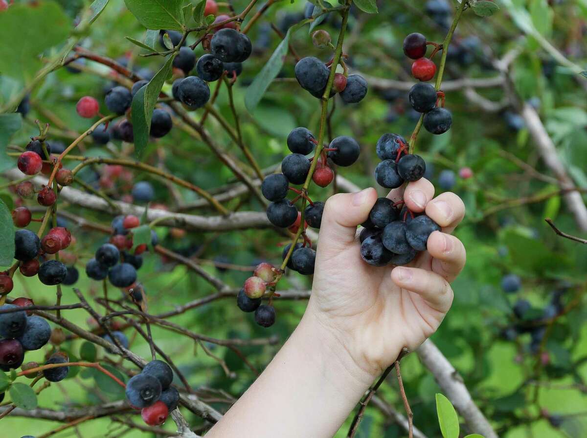 Levi Dautengahn picks blueberries during a visit to Moorhead's Blueberry Farm, Saturday, July 10, 2021, in Conroe.