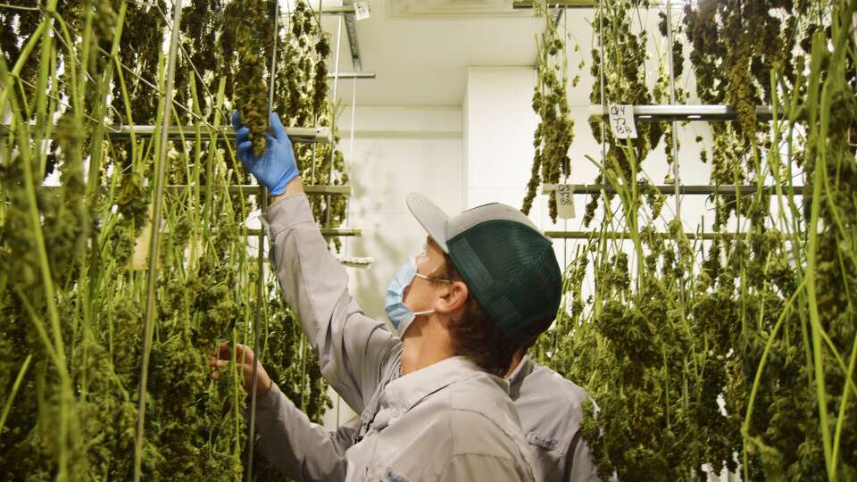 Texas Original Compassion Cultivation in Austin, is one of the state's three medical marijuana facilities, where cannabis is grown and turned into medical cannabis products for patients across Texas.