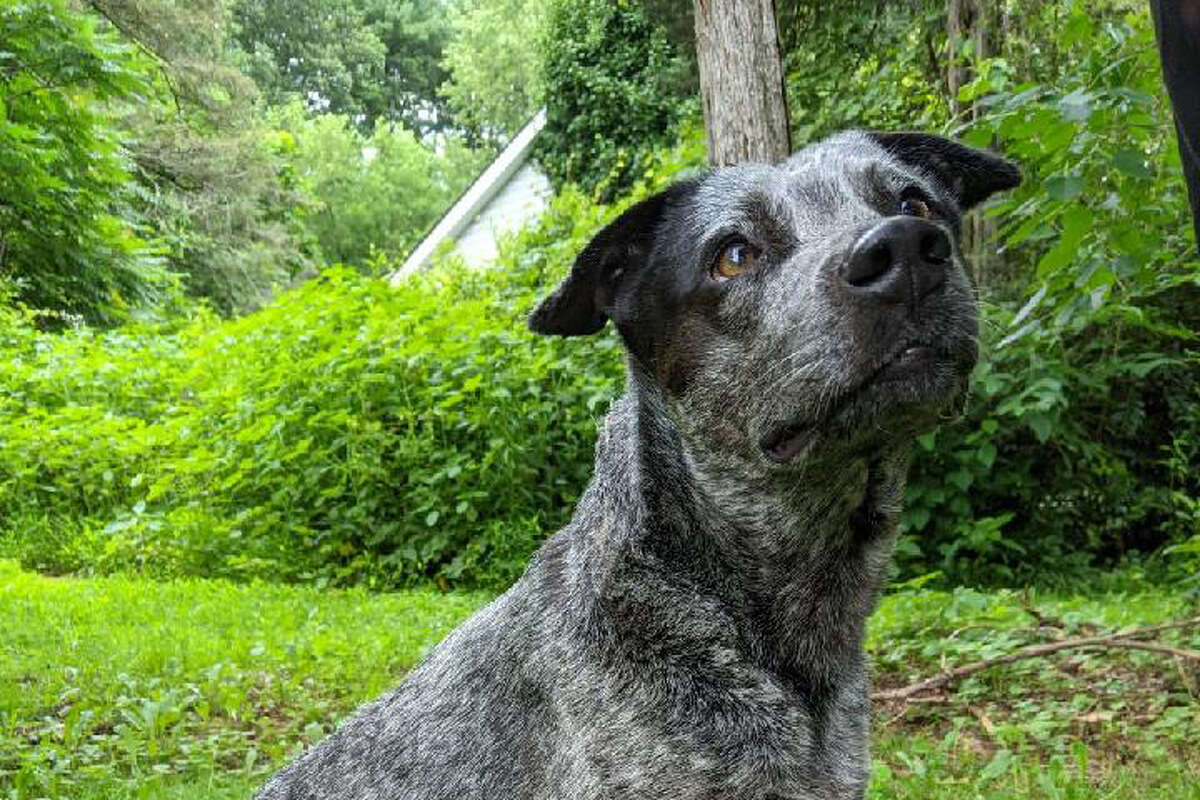 Peaches the dog will recover after attempted decapitation