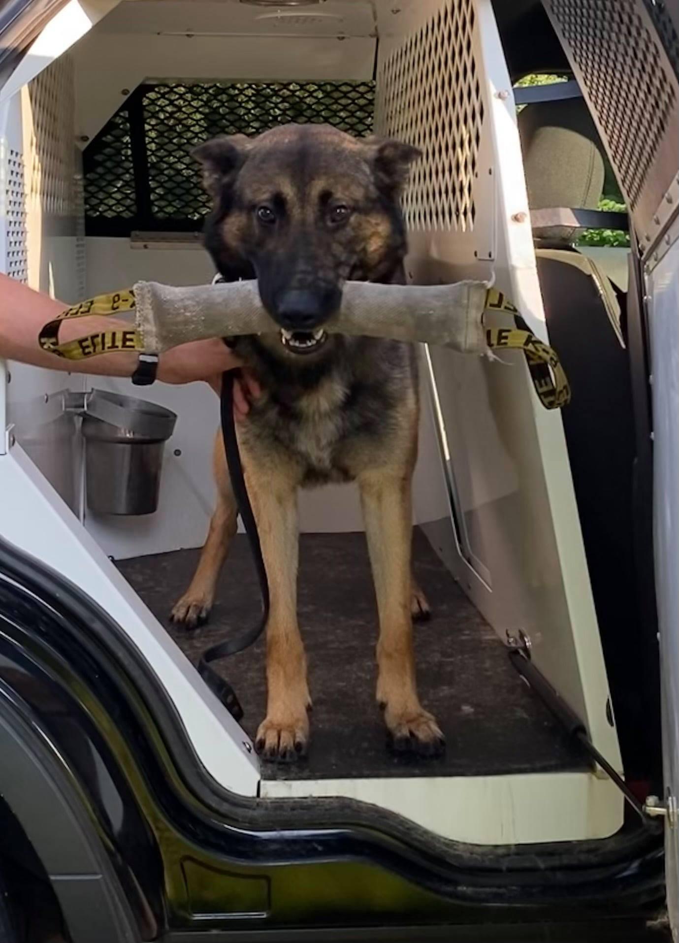 ‘Our training never stops’ Groton gains new police dog