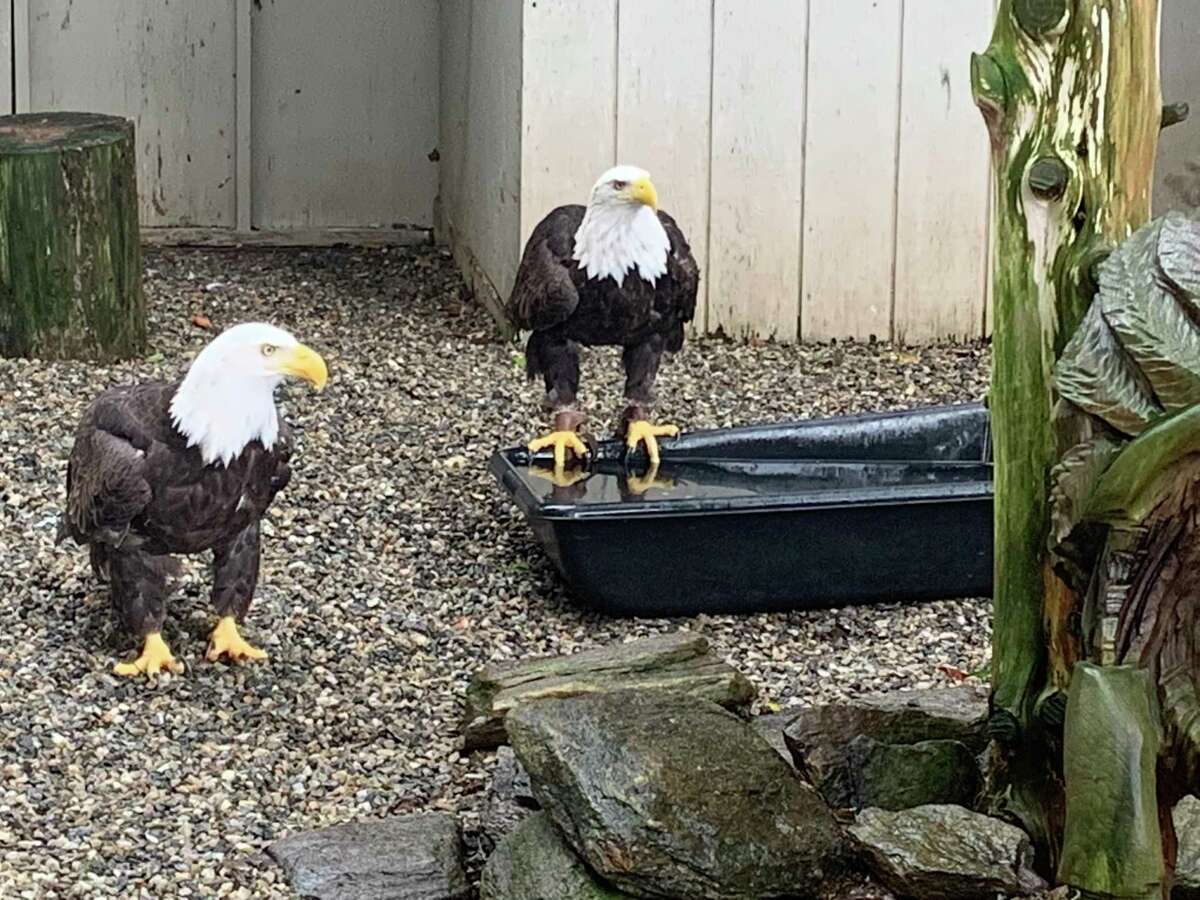Some of the eagles from Earthplace's Animal Hall in Westport. The nonprofit organization, which seeks to teach families about the natural world, is matching donations made throughout July 2021 to help pay for the care and feeding of its birds of prey.