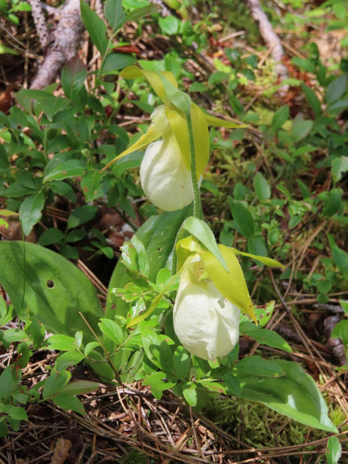 A lady slipper near the summit of Five Mile Mountain in the Adirondacks. Lady slippers can live for 20 or more years.