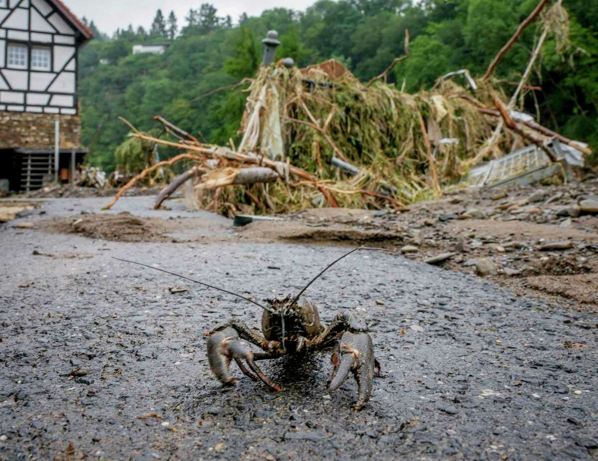 A crab walks on a road after flooding went back in Schuld, Germany, Friday, July 16, 2021. Two days before the Ahr river went over the banks after strong rain falls causing severals deaths and hundreds of people missing.