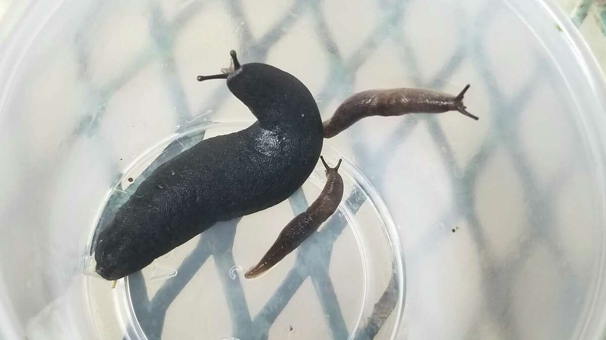 Black velvet leatherleaf slugs can be found out and about on cloudy, humid days.