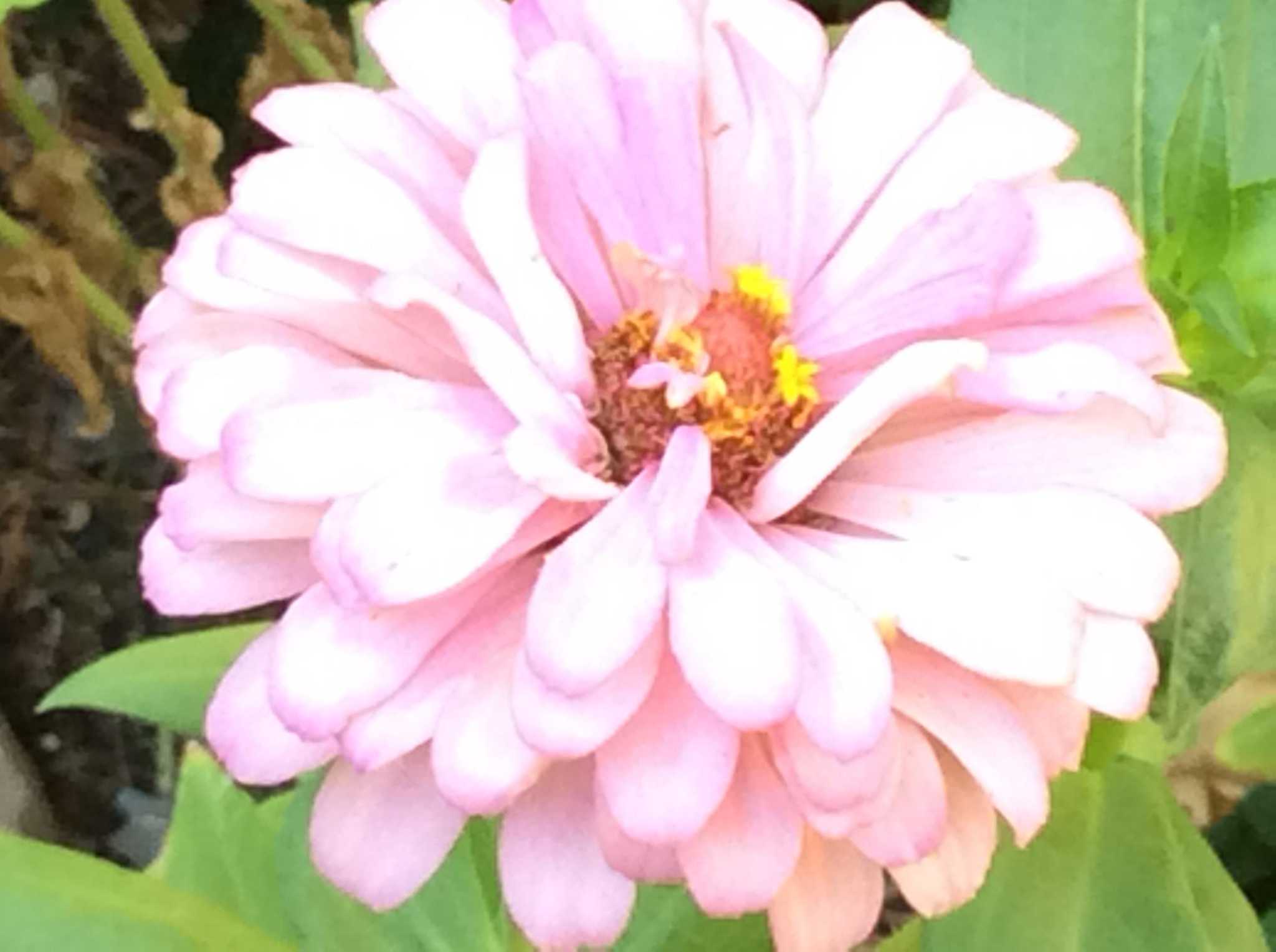 Master Gardener Zinnia a beginner’s guide to pollinator gardening