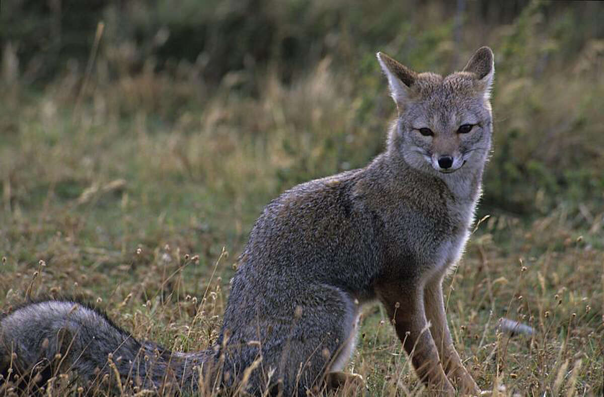 Woman describes harrowing fox attack on Saratoga Springs trail