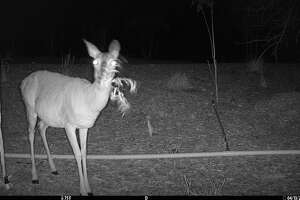 Wildlife seen on Hardberger Park’s land bridge