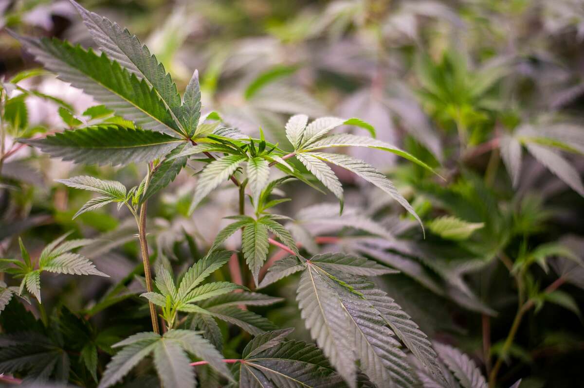 FILE - Marijuana plants grow and bud on July 16, at Hempire Collective, 10147 N. Loomis Road.