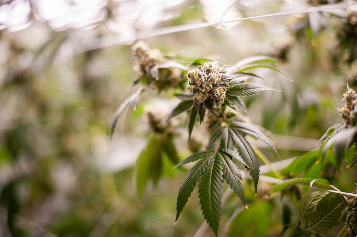 File photo: Marijuana plants grow and bud on July 16, at Hempire Collective, 10147 N. Loomis Road.