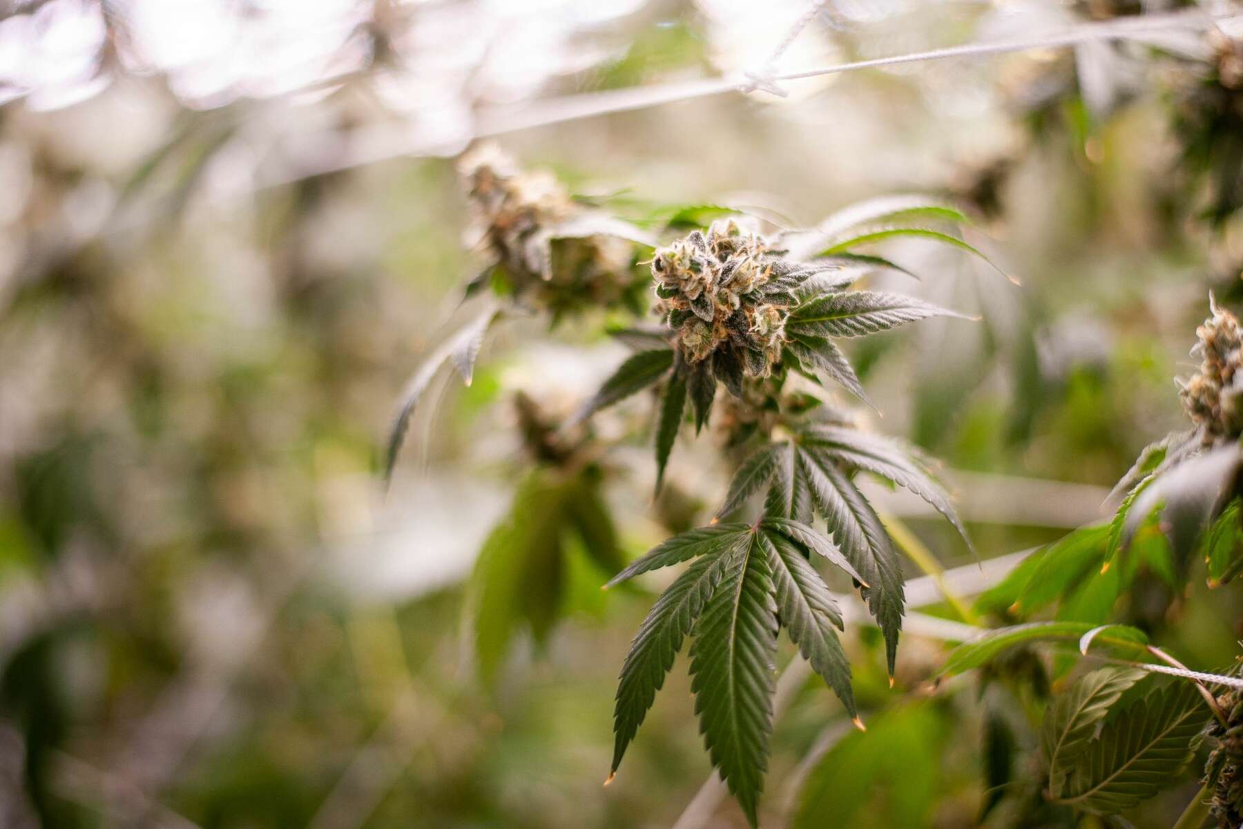 Midland City Council discusses allowing marijuana businesses in city