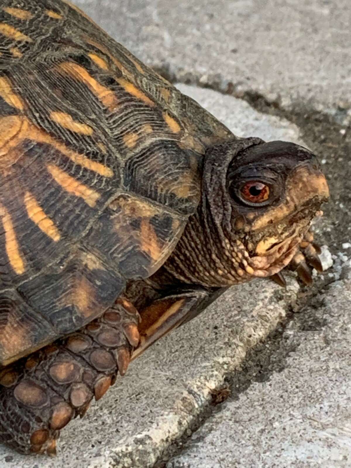 Eastern box turtle