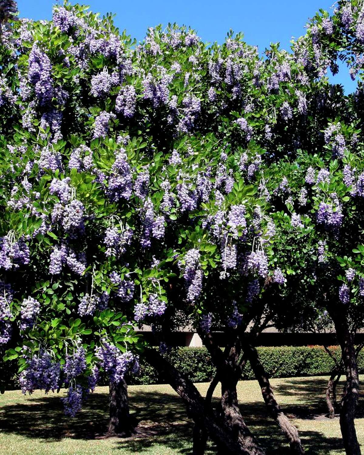 Texas mountain laurel didn’t bloom this year because of the freeze, but it should bloom again next year.