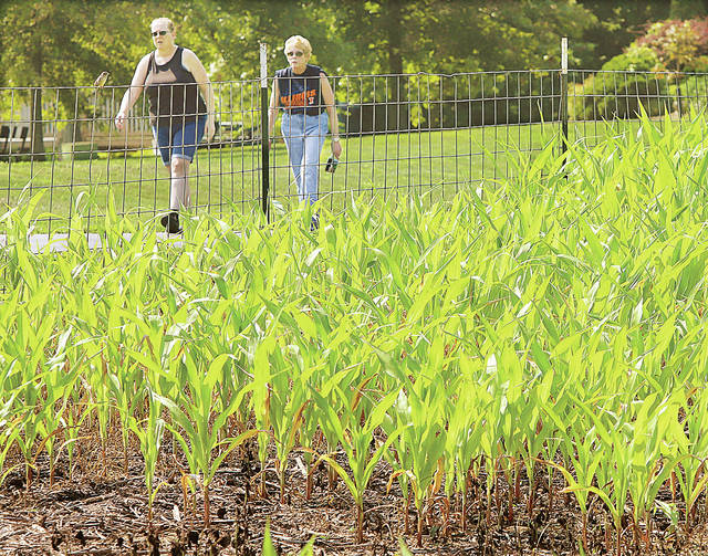 Illinois crops continue to thrive