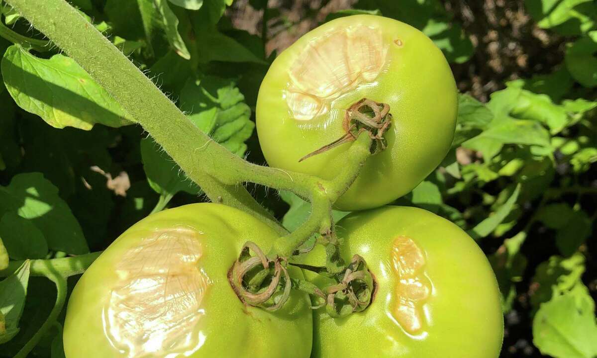 All the recent San Antonio rain left tomatoes vulnerable to sunscald