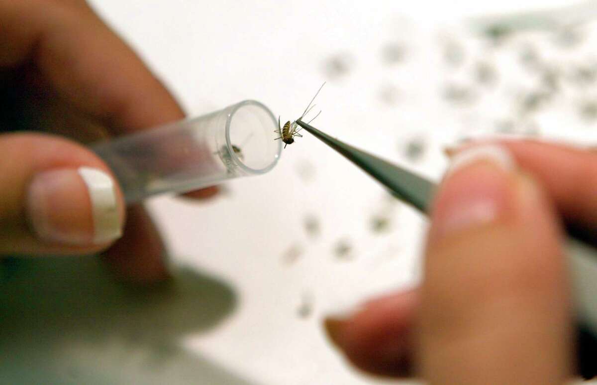 A lab assistant drops mosquitoes into test tubes as she prepares them to be tested for various arboviruses at the Northwest Mosquito Abatement District headquarters in Wheeling, Illinois. The Michigan Department of Health and Human Services Bureau of Laboratories recently identified seven pools of mosquitos infected with the Jamestown Canyon virus. (Photo by Tim Boyle/Getty Images)