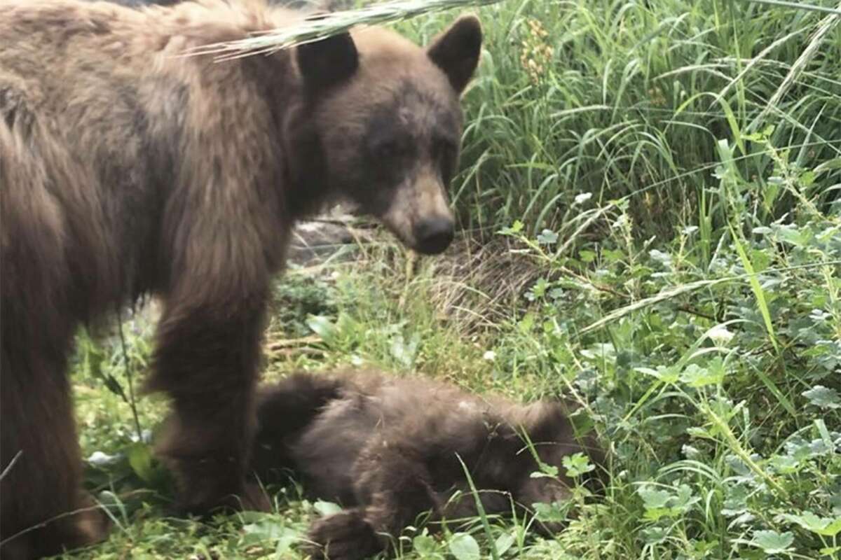 A mother stands over her dead cub in Yosemite National Park.