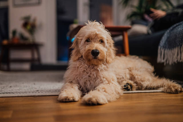 Commentary: Jill Ebstein - What our dogs can say about us - Vimarsana News